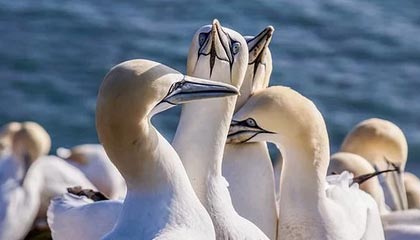 半岛体育-山西男篮啦啦队更新社媒分享舞蹈: 整整齐齐