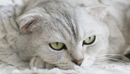 半岛体育APP-【直播】香锅:陪玩想接又不想接,我又不是最顶尖的性价比不高