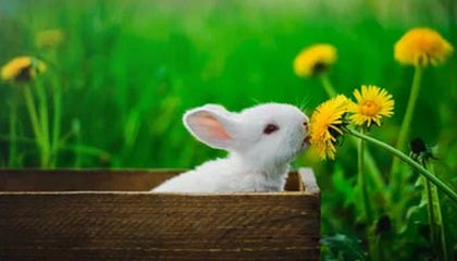 半岛体育APP-【直播】香锅：陪玩想接又不想接，我又不是最顶尖的性价比不高